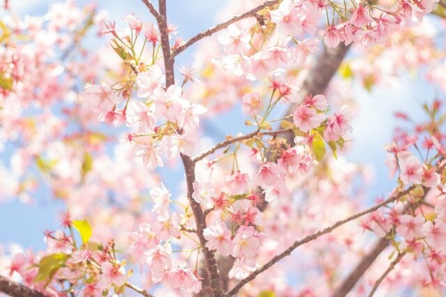桜とスズメを撮影した時に写り込んできたのは…「春を詰め込んだ奇跡の1枚」を思わず二度見