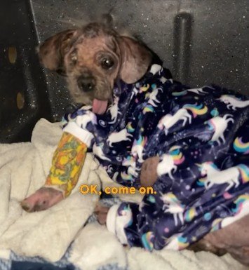 毛が抜け落ち衰弱しきっていた犬を保護→献身的ケアによる奇跡的な回復姿に反響