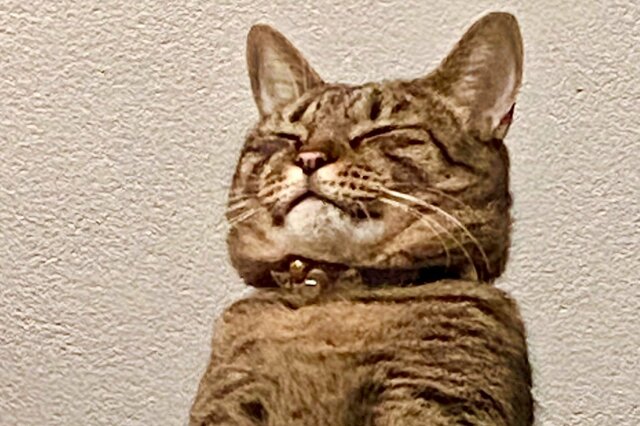 育児放棄から救われた猫さん「横綱の風格」満載な成長姿が可愛い