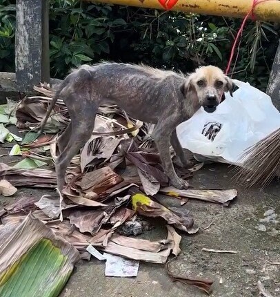 つらい目に遭い動けなかった犬を保護→重大な疾患が見つかるが…驚異的な回復と奇跡の物語に熱いコメント集まる