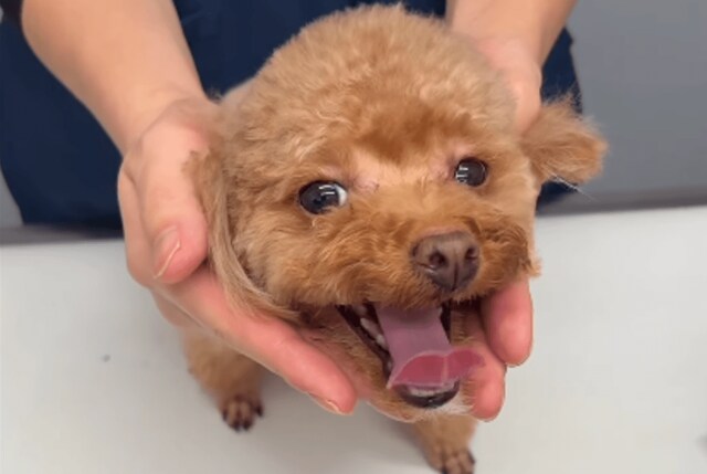 トリミング後に目を痛がるトイプードルが動物病院へ　角膜検査をした結果…「うちも同じ症状になったことある」「無事に完治しますように」
