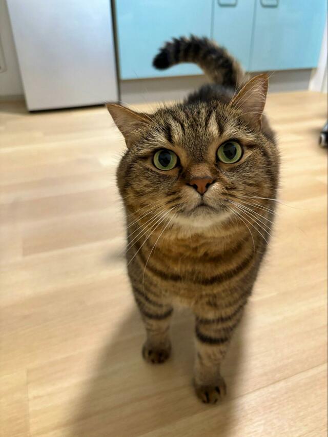 【1万6000いいね】おやつに期待満々の猫ちゃんが愛くるしい！見上げるお顔に胸キュン必至