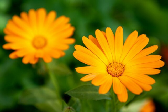 【寒さと乾燥に強い】冬のベランダガーデニングにおすすめの《冬の花》6選！日陰に強い植物も
