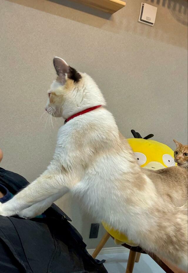 「ご飯、はよう」圧をかける猫　正面から見た顔に笑ってしまう！
