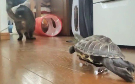 「知ってる亀の動きじゃない」猫の動きを完コピする亀→あまりのシンクロぶりに笑ってしまう