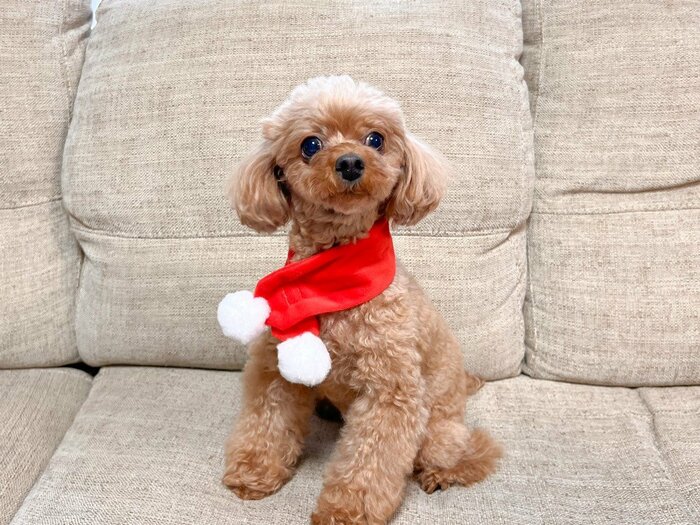 実際にワンちゃんの首に巻いてみると、このような感じに。