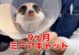 生後9か月のミーアキャットの後ろ足に異変…レントゲン検査で判明した症状は？「元気になって良かったね」「楽しい毎日を」