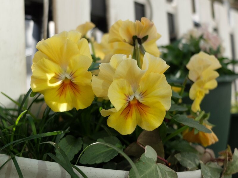 ダイソー、掛け植木鉢8号にパンジー、アイビー、リュウノヒゲを寄せ植えした写真