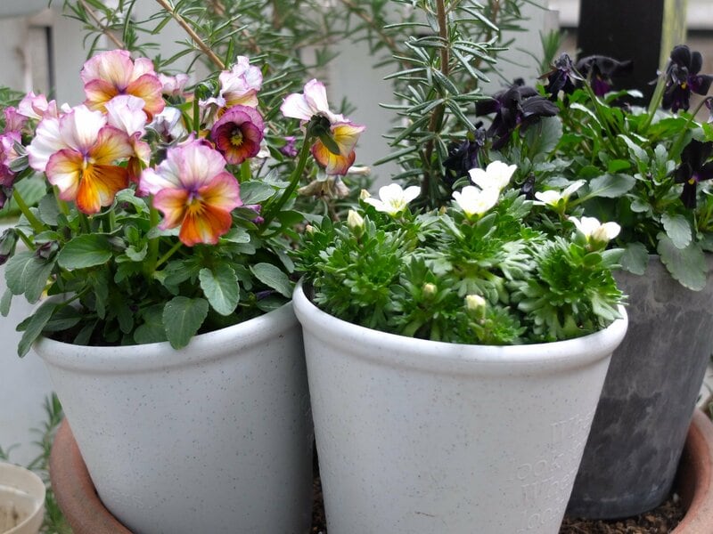 ダイソー、植木鉢(円形)4号、12cm筆者撮影写真