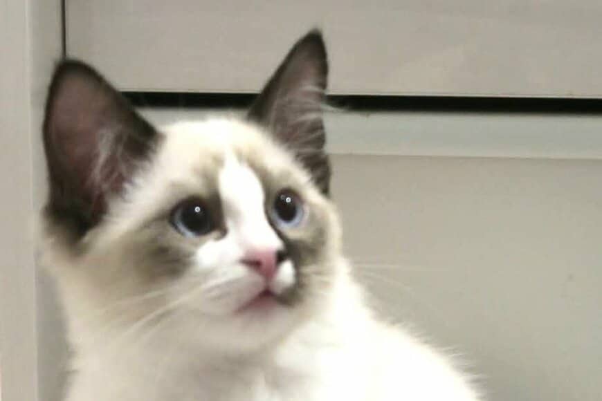 美しい長毛猫のビフォーアフターに思わず目を疑う　「毛色の変化すごい」「大人の顔になってる」