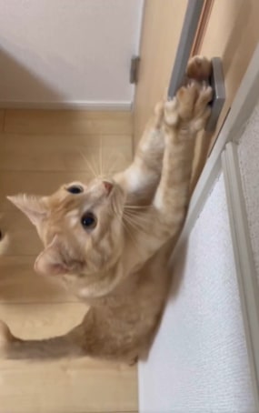 出所：@Teagle_Noir