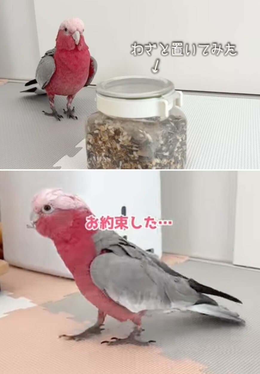 出所：@anz_omomiri