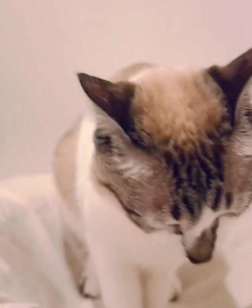 出所：@piennekomint