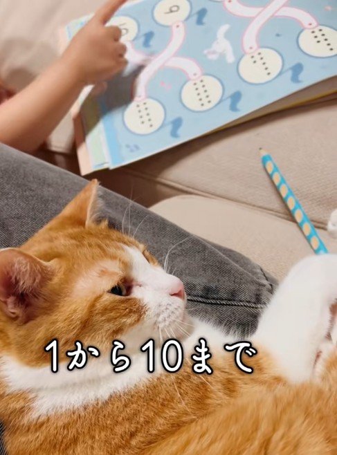 2歳児に好かれるために全力な猫！構ってアピールをしたら…予想外の展開に耐える姿に注目