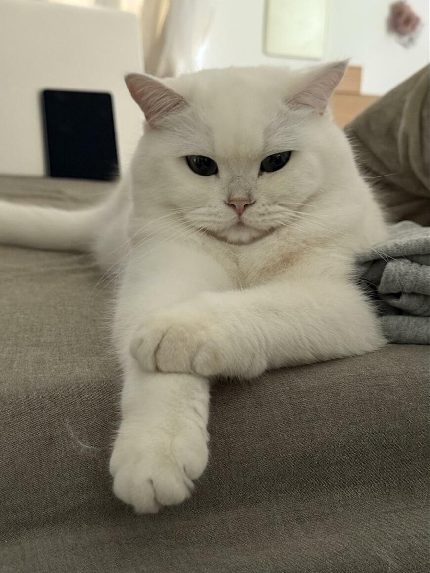 かっこいい「イケオジ猫」が子猫にメロメロ　可愛がり方がハンパなくて悶絶必至！