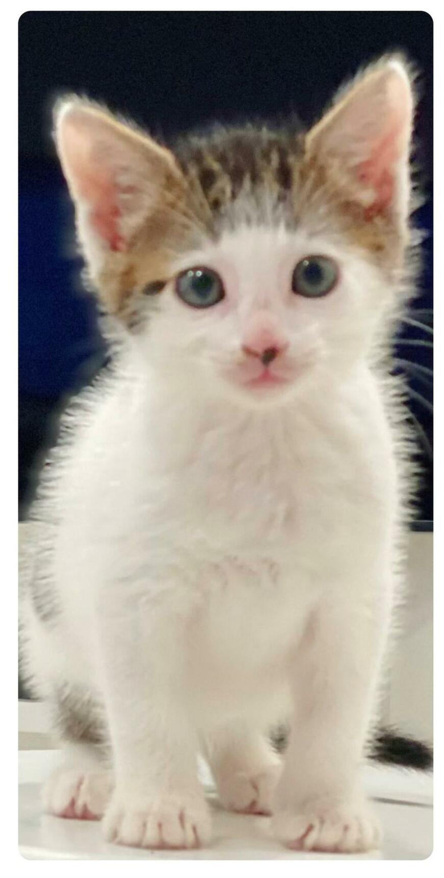 出所：@Saeroyi_cat