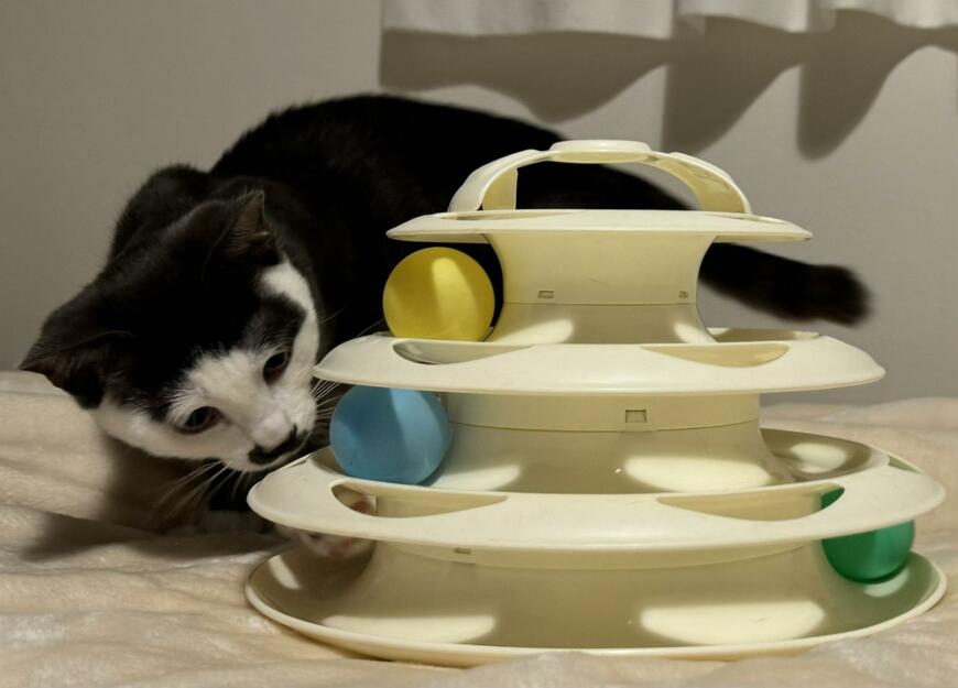 出所：@Saeroyi_cat