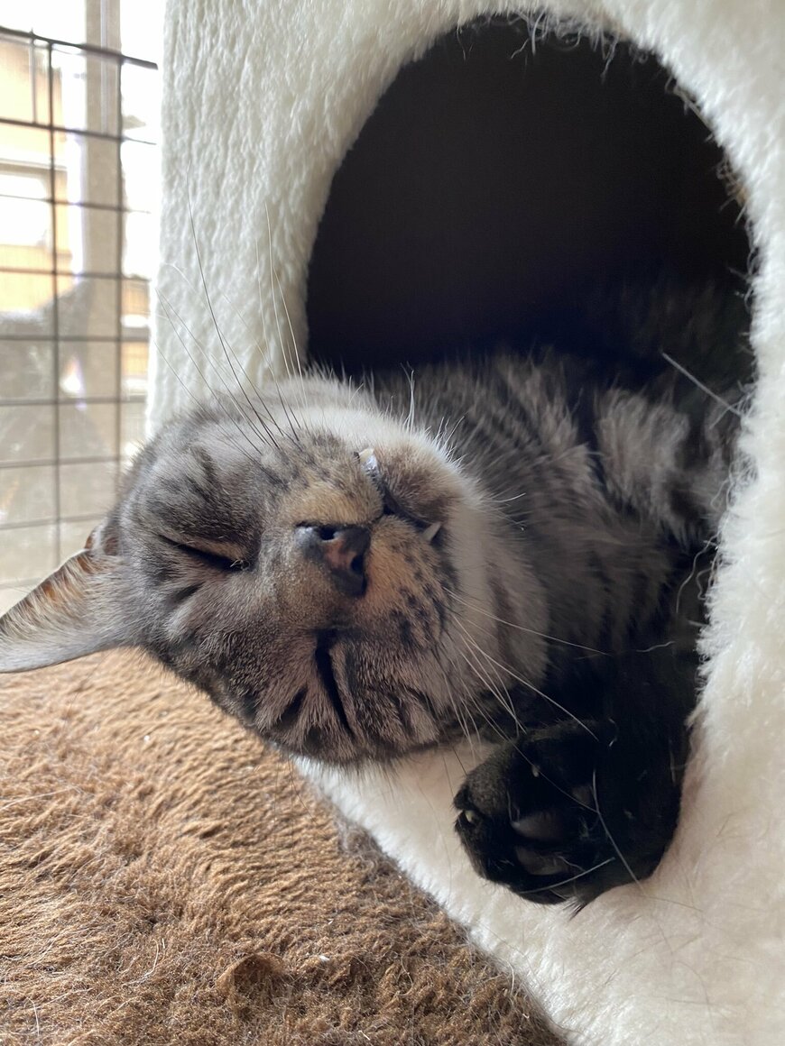 出所：@sumi_toshi_neko