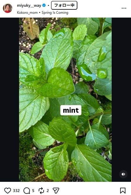 出所：香坂みゆきのInstagram（＠miyuky__way）　参照日：2026年4月13日