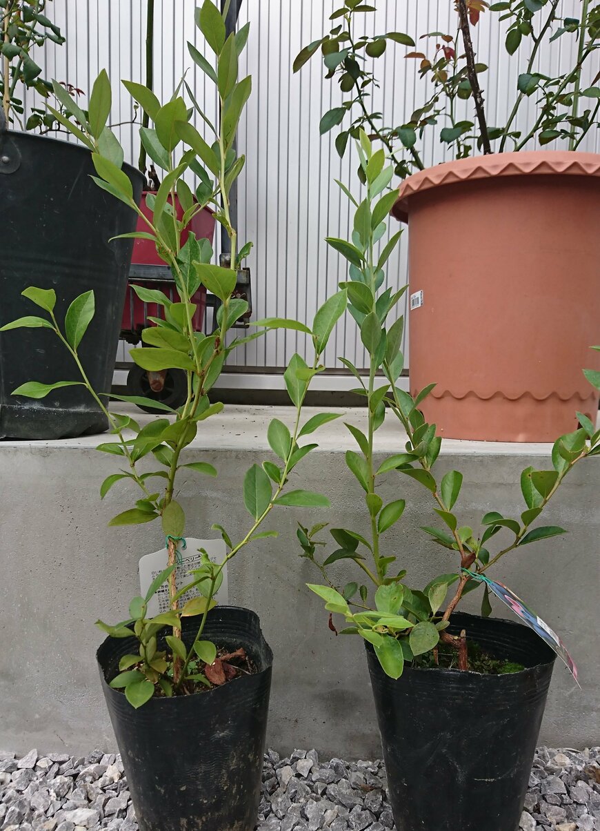 サザンハイブッシュ系マウンテン(左)とラビットアイ系ティアブルー(右)の苗。見た目は変わらない。