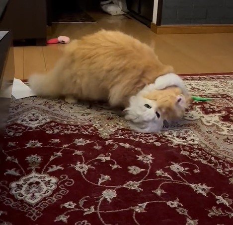 出所：@NEKOLAND13