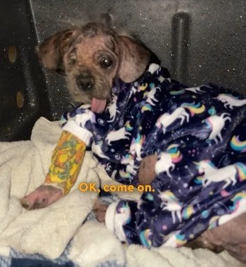 毛が抜け落ち衰弱しきっていた犬を保護→献身的ケアによる奇跡的な回復姿に反響
