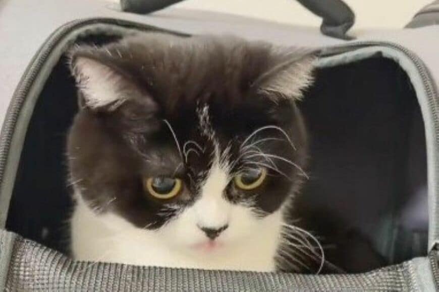 「ツンデレ猫」がかくれんぼする姿を隠し撮り　発見したときの表情がたまらない…