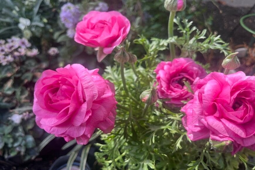 今が旬！ラナンキュラス主役で作る「春の寄せ植え」。ゴージャスでセンス良い一鉢を叶える《名脇役な植物2選》