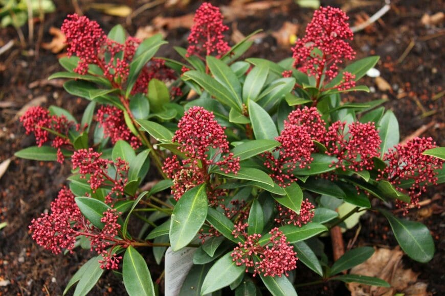 N.Stertz/shutterstock.com