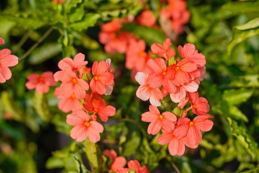 nehaniks/shutterstock.com