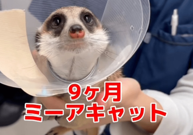 生後9か月のミーアキャットの後ろ足に異変…レントゲン検査で判明した症状は？「元気になって良かったね」「楽しい毎日を」