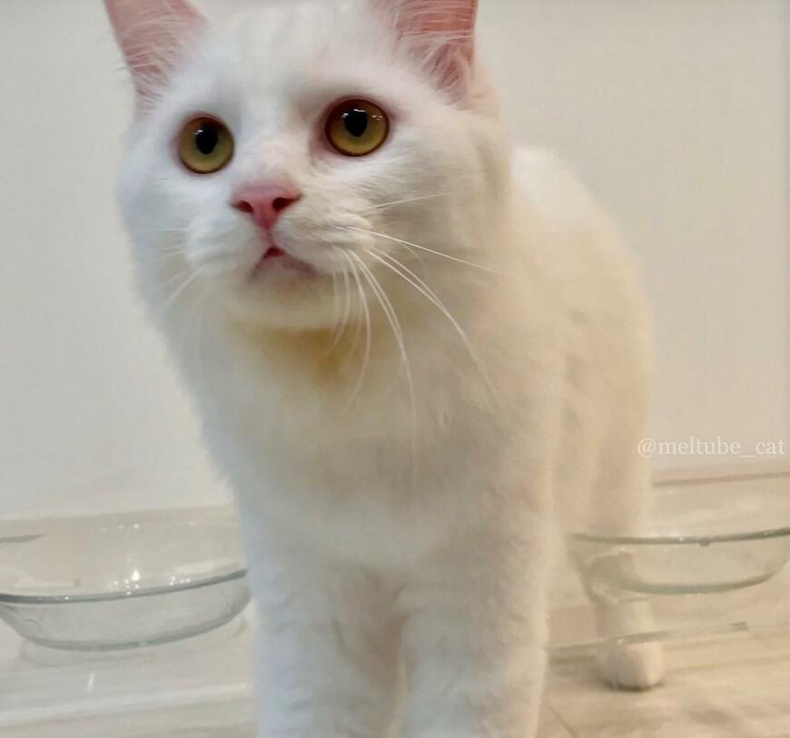 出所：@meltube_cat