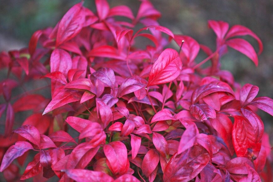 オタフクナンテン　　　igaguri_1/istockphoto.com