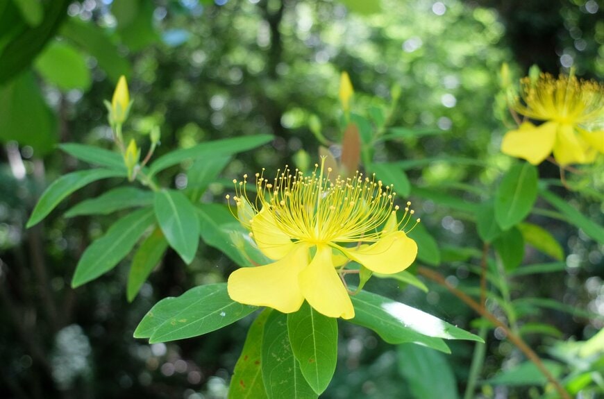 半日陰の庭に「植えてよかった」植えっぱなしOK〈黄色い花が咲く低木・多年草〉3つ。ほぼ手間いらずで育てやすい