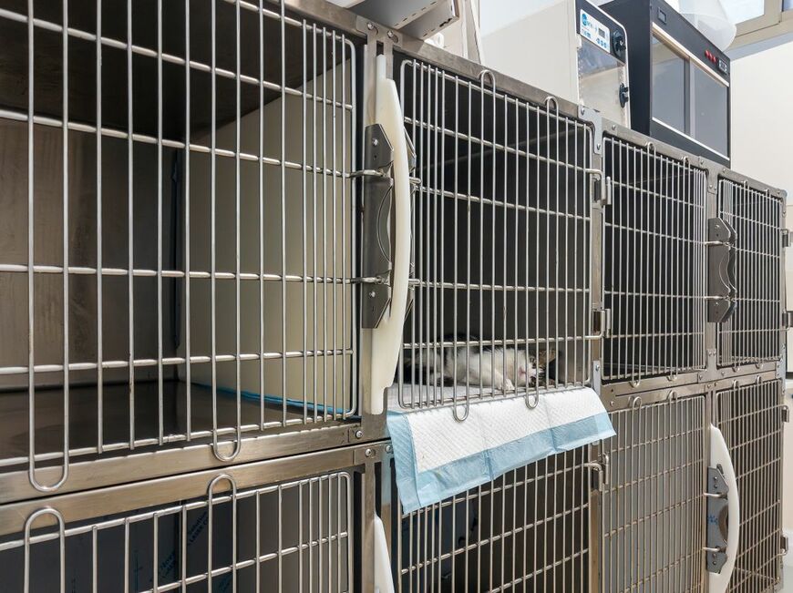 背骨と2本の脚を骨折し、瀕死状態だった犬を救助 保護から12年...穏やかに年齢を重ねた現在の姿に「奇跡のよう」と反響