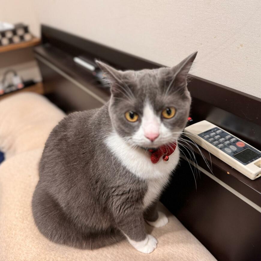 「あのう…動いてもらっていいですか…」猫ちゃんが何食わぬ顔で座り込んでいる場所にホッコリ