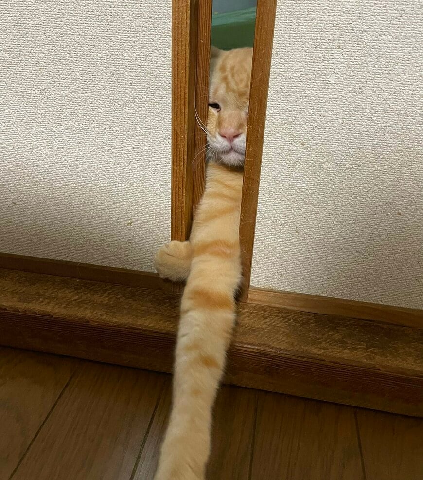 出所：@Beercat_Ana_Dar