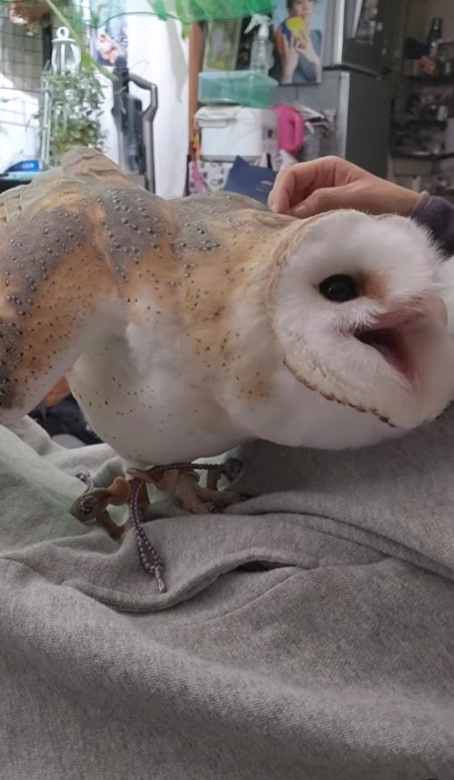 出所：@miki4wan108