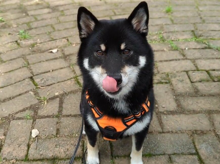 出所：@BLshiba_tensuke