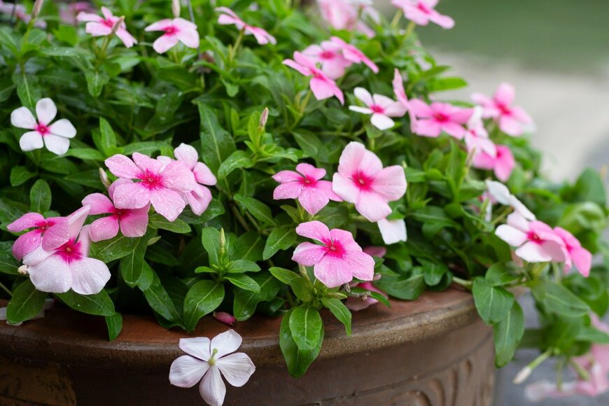 ニチニチソウ　　Wira Thigosee/istockphoto.com