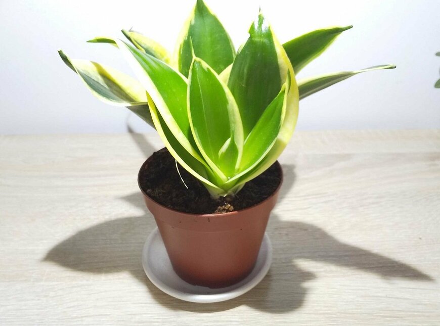 葉の緑が美しいサンスベリア（著者撮影）