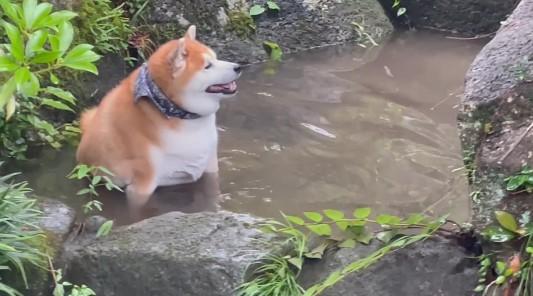 出所：shibaochata