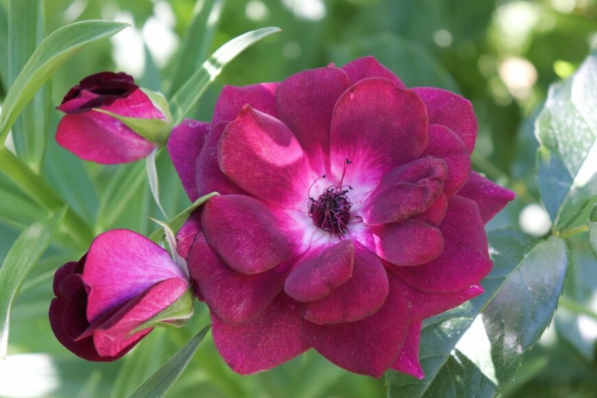 Galina Bolshakova 69/shutterstock.com