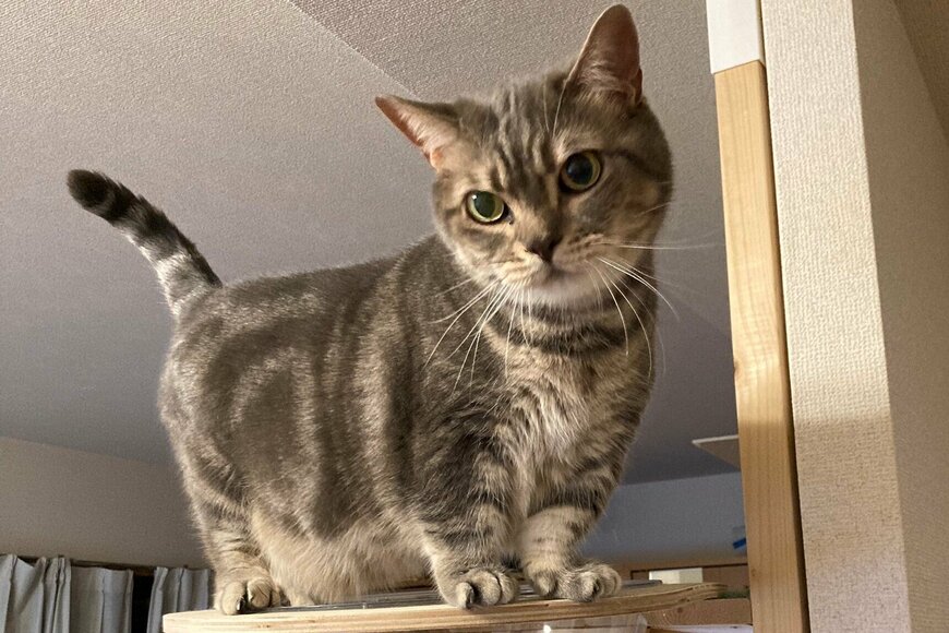 出所：@nekotansoku