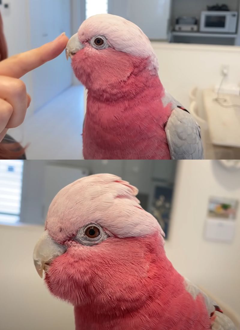 出所：@anz_omomiri