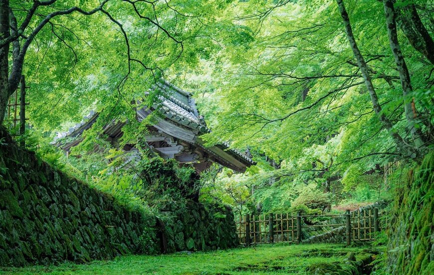 【滋賀・百済寺】苔の階段が何とも美しい…！緑に囲まれた寺院の写真に反響