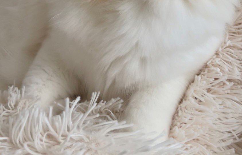 出所：@meltube_cat