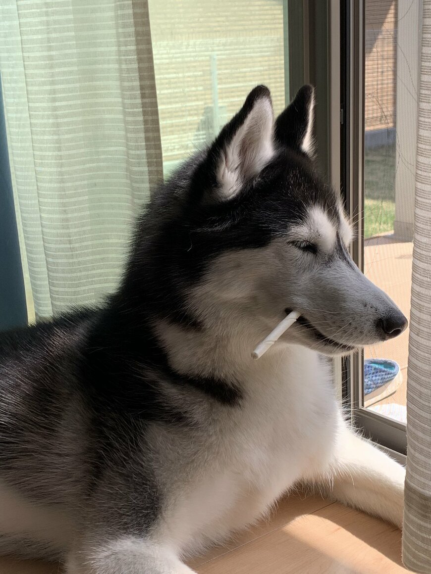 出所：@lani_angelhusky