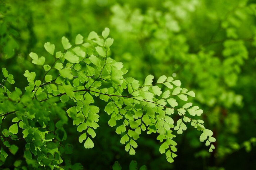 Imagefoto55/shutterstock.com