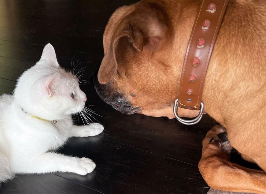 白猫と遊ぶ土佐犬　まさかの「気配り」が優しすぎると1万いいね